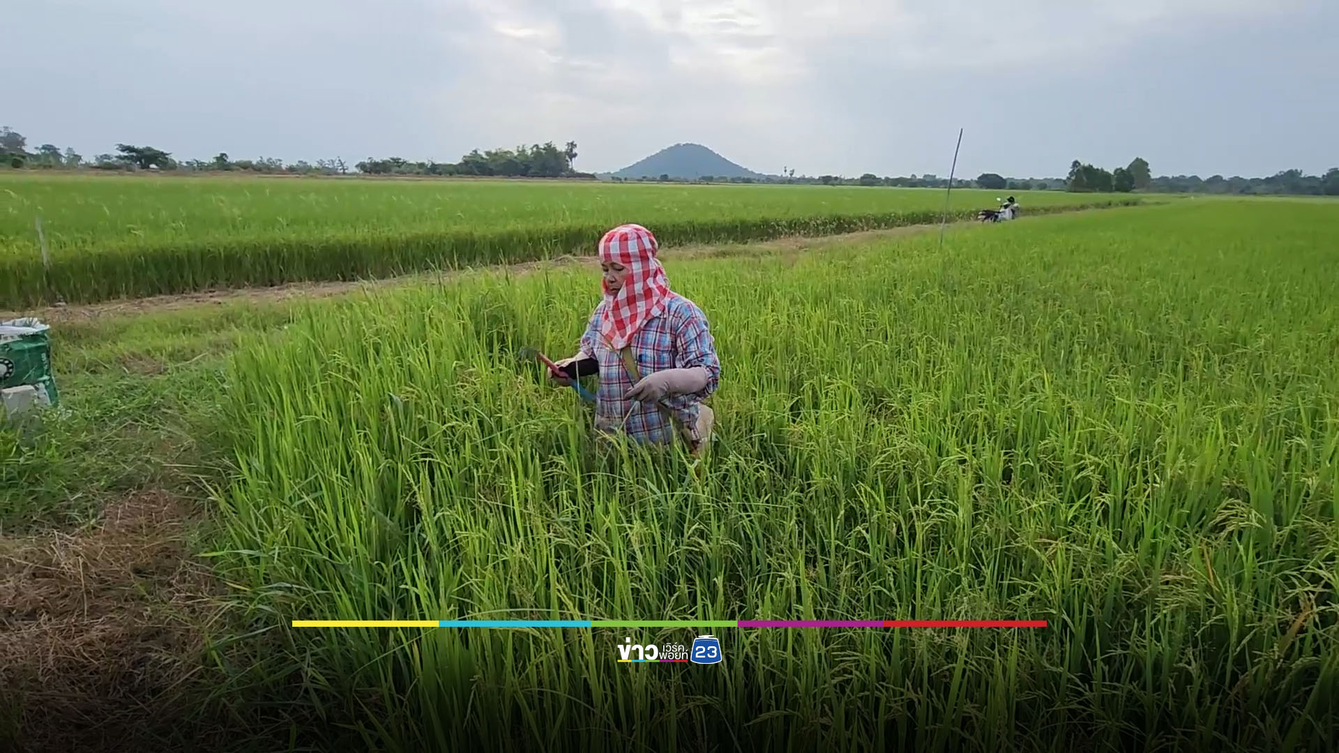 คำสั่งห้ามบินโดรน 17 วัน กระทบ! ชาวนาปรับตัวจ้างแรงงาน
