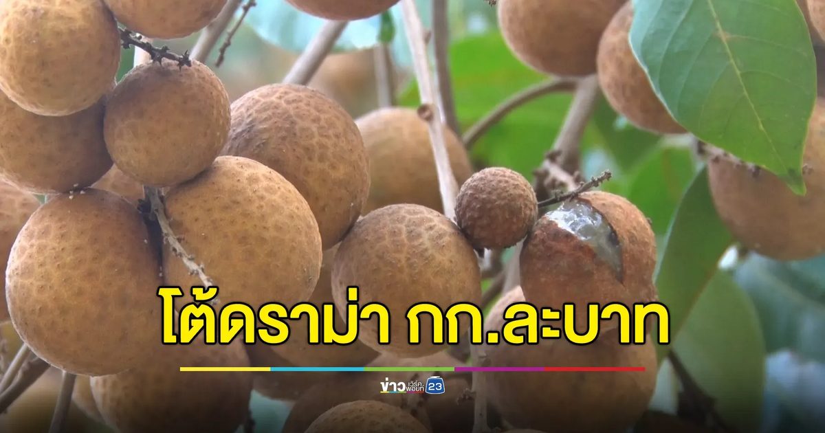 ลำไย กก.ละ 1 บาทมีจริง แต่เป็นเกรด C ราคาเท่านี้ทุกปี