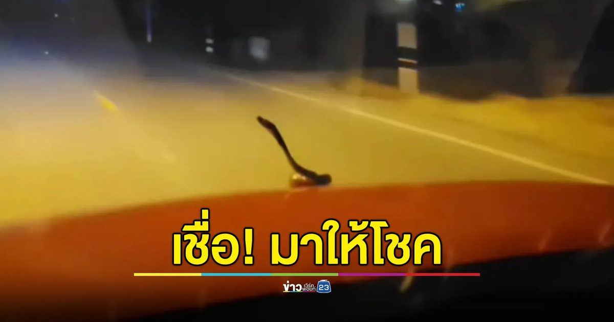 สะดุ้งทั้งคัน! งูโผล่หน้ารถ เจ้าของเชื่อให้โชค