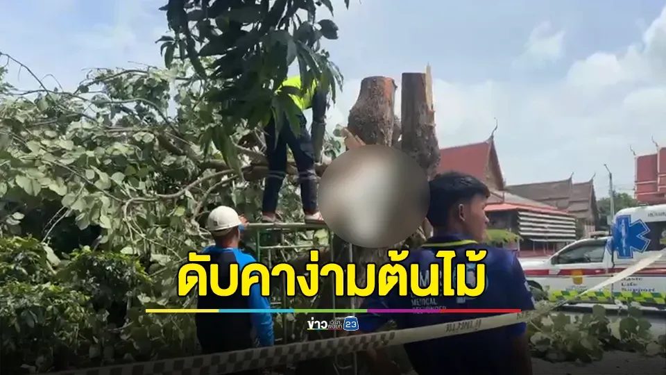 ช่วยตัดต้นไม้ในวัด พลาดท่าตก กิ่งไม้หักมาทับใส่ดับคาง่ามต้นไม้