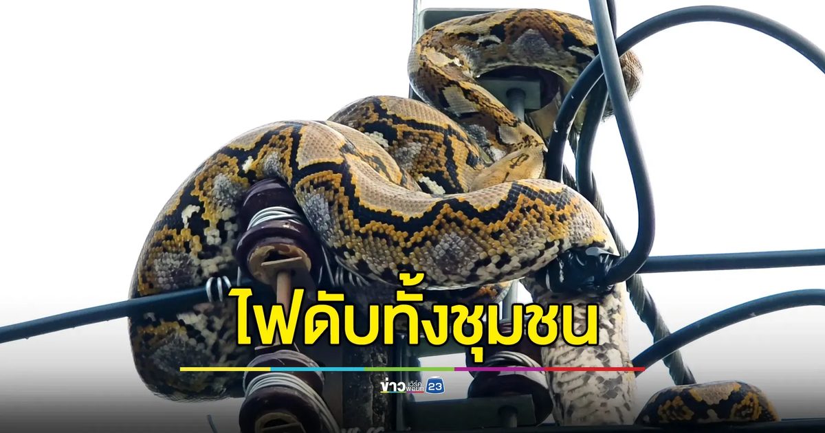 เหลือมยักษ์รัดยอดเสาไฟฟ้า แห่ส่องเลขเด็ด