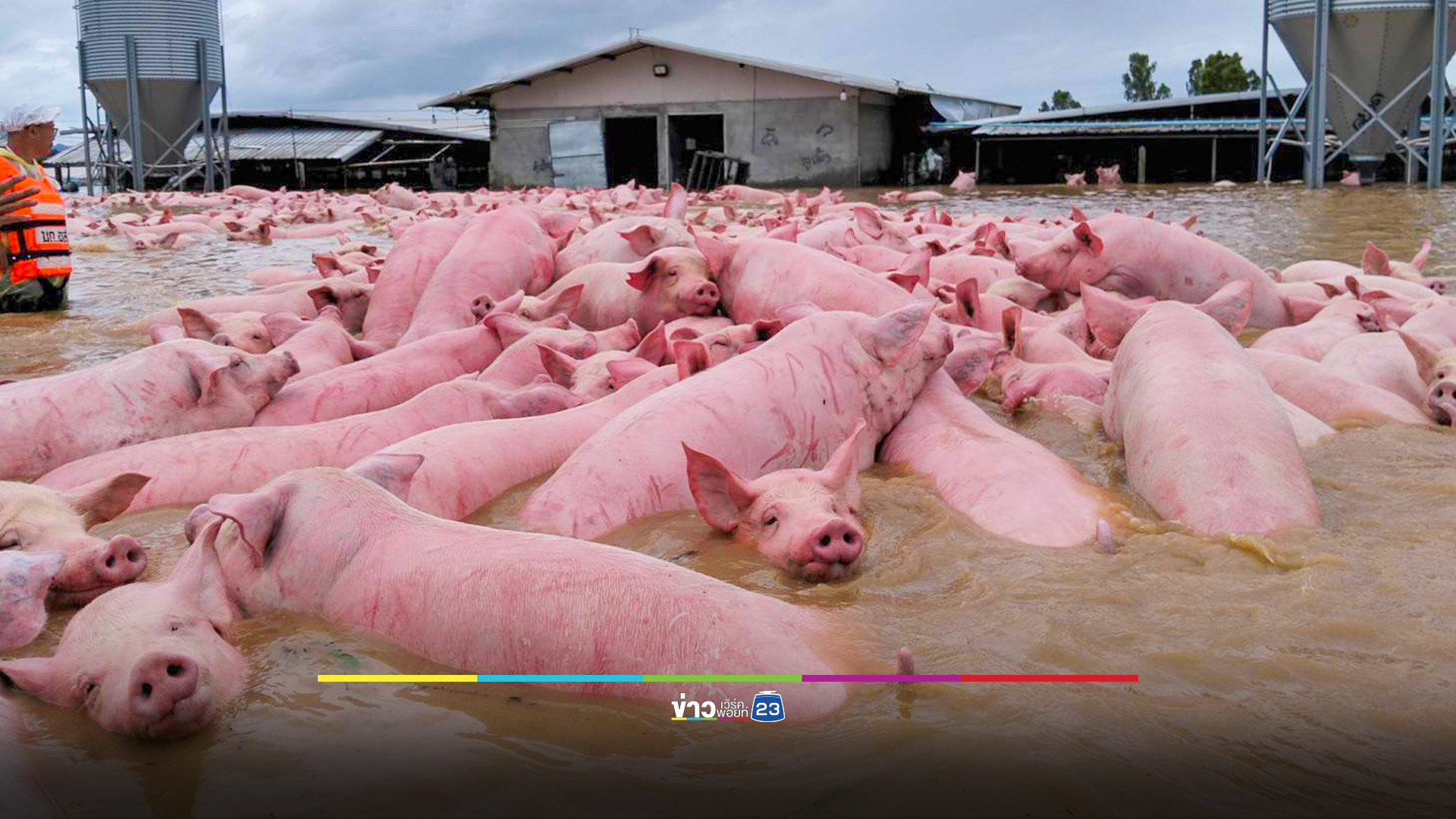 เร่งขนย้ายหมูกว่า 1,300 ตัว ออกจากพื้นที่น้ำท่วม เทิง เชียงราย
