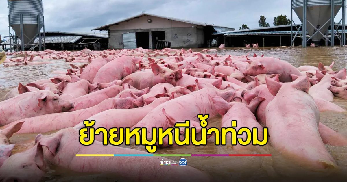 เร่งขนย้ายหมูกว่า 1,300 ตัว ออกจากพื้นที่น้ำท่วม เทิง เชียงราย
