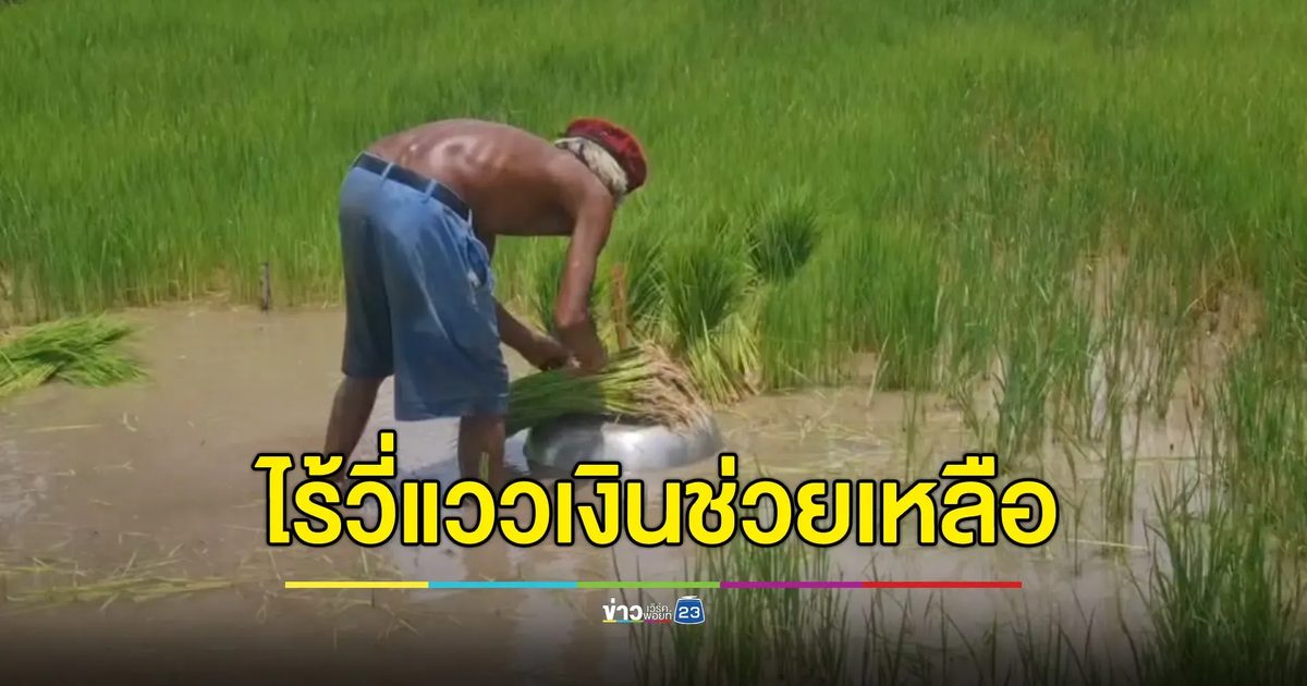 ชาวนาโคราชร้อง ยังไร้วี่แววเงินช่วยเหลือ ขอรัฐจ่ายทีเดียวเต็มก้อน