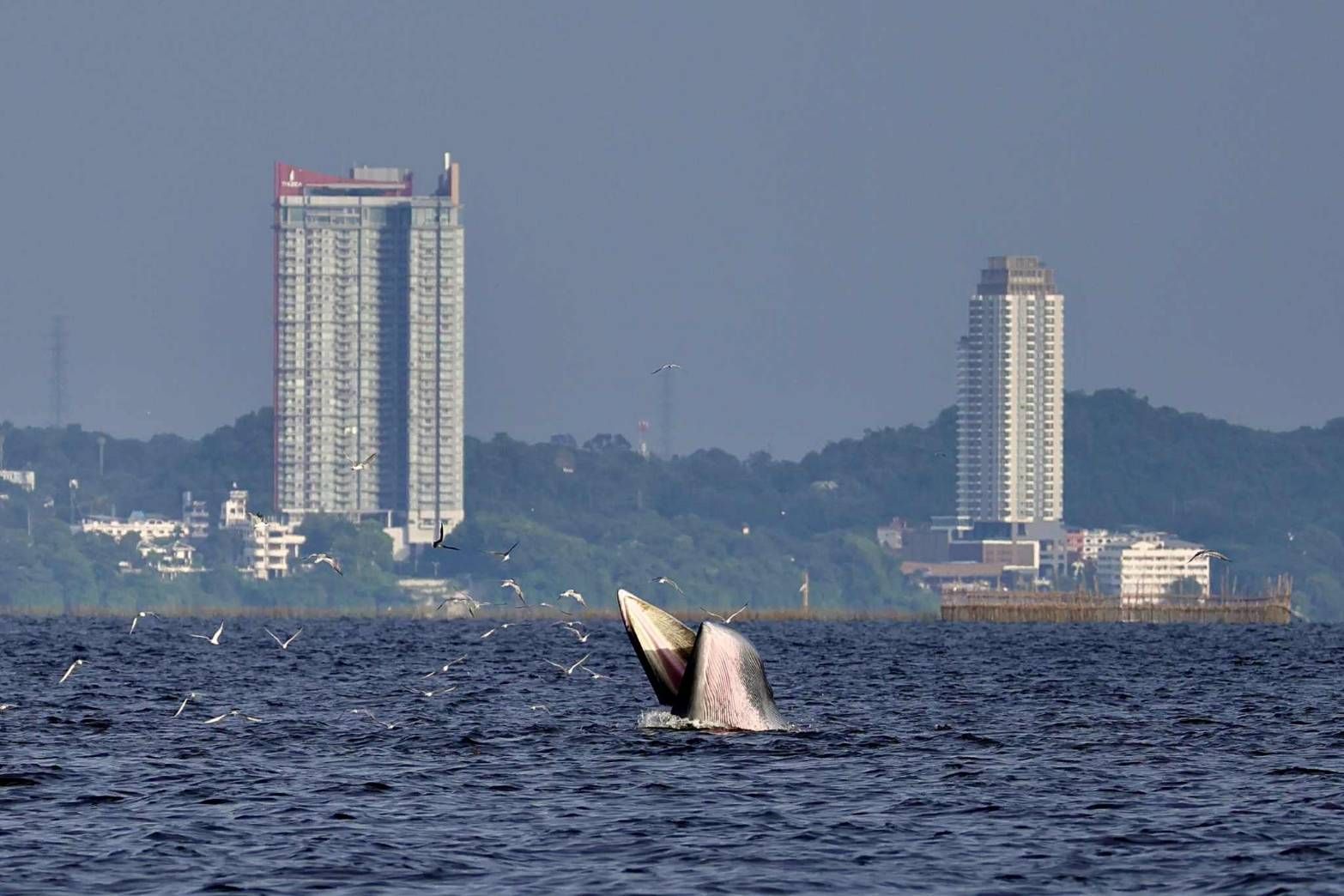 ฮือฮา! วาฬบรูด้าโผล่เล่นน้ำใกล้หาดบางแสน 3 ตัวรวด