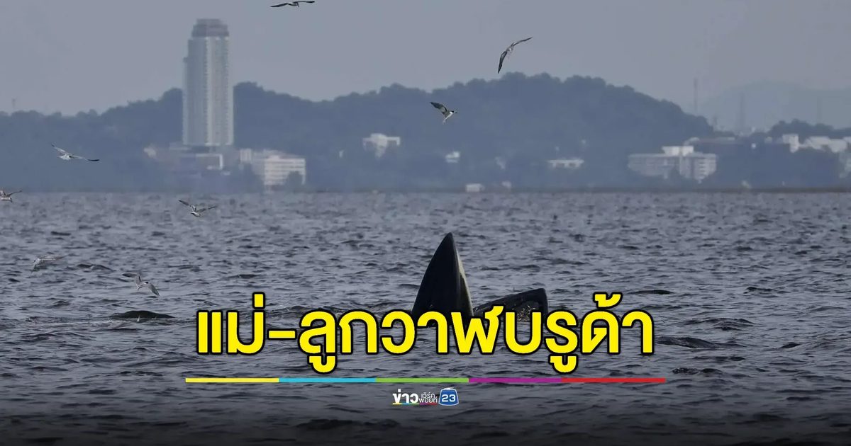 ฮือฮา! วาฬบรูด้าโผล่เล่นน้ำใกล้หาดบางแสน 3 ตัวรวด