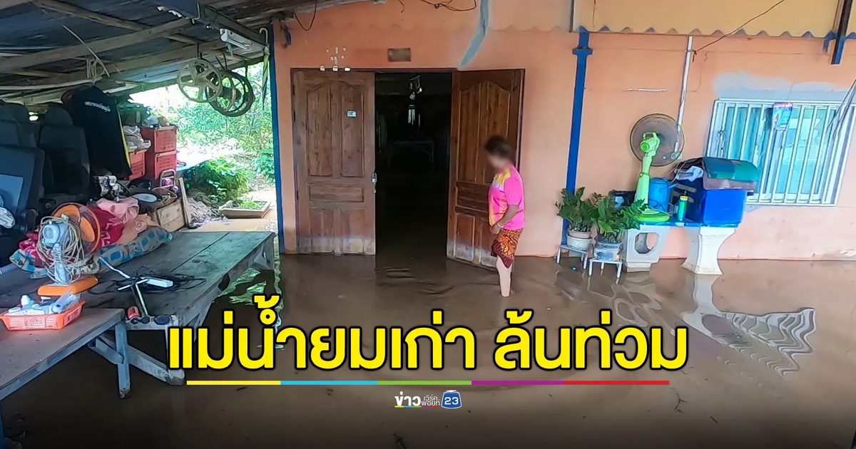แม่น้ำยมสายเก่า เริ่มล้นท่วมบ้านริมตลิ่ง ต.ท่าช้าง ชาวนาบางระกำโมเดล เร่งเกี่ยวข้าวหนีน้ำท่วม
