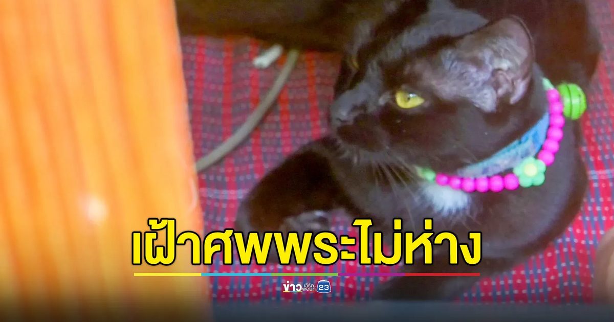 พระมรณภาพปริศนาคากุฏิ แมวดำนอนเฝ้าไม่ห่าง