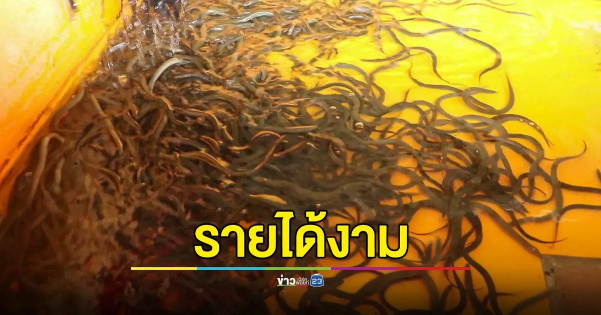 เลี้ยงปลาไหล อาชีพใหม่ที่น่าลอง ลูกค้าชาวจีน-ญี่ปุ่น ต้องการสูง