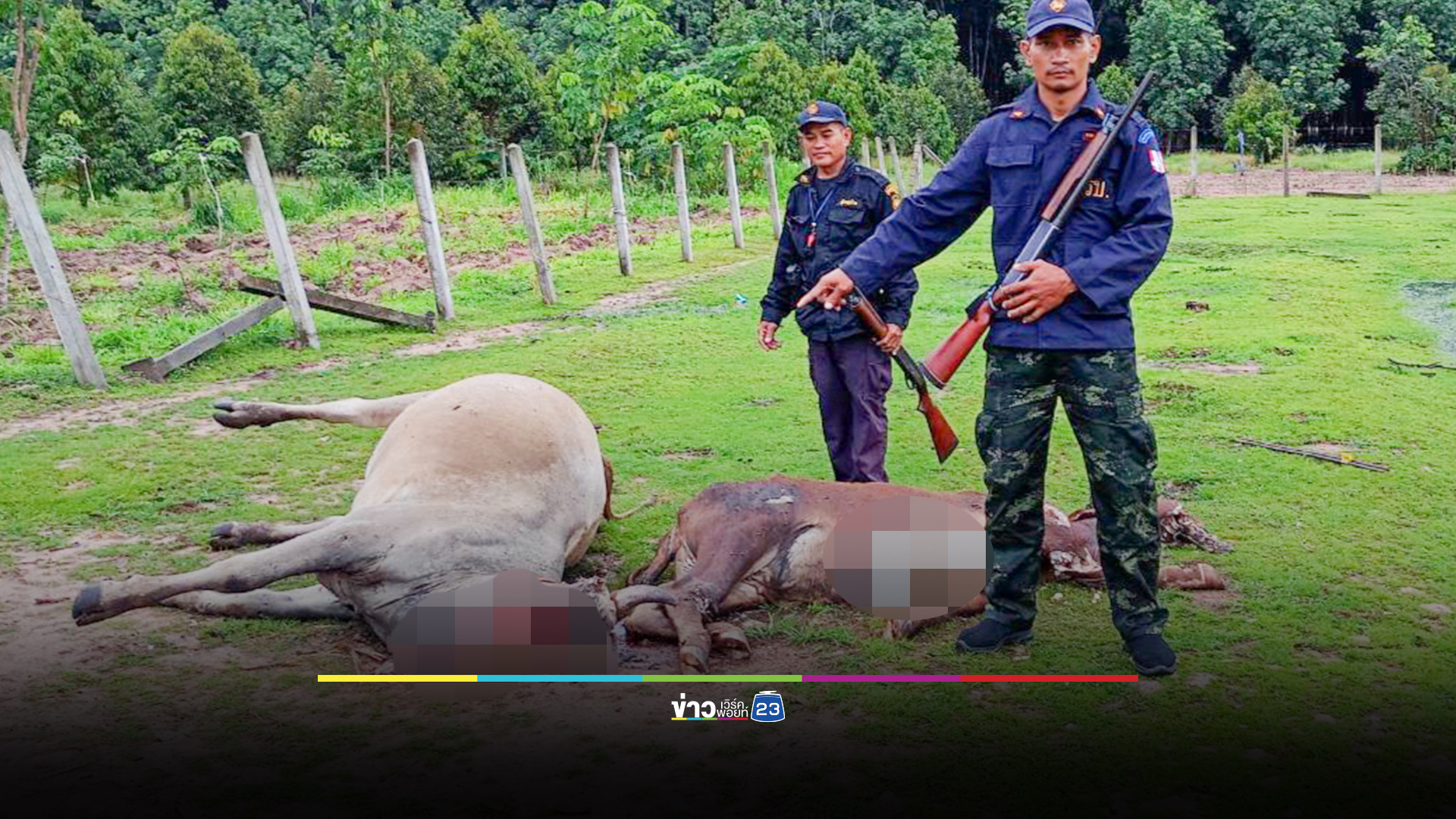 ปศุสัตว์ศรีสะเกษ เร่งเยียวยาเกษตรกรผู้เลี้ยง โค-กระบือ ถูกกระสุนปืนกัมพูชา