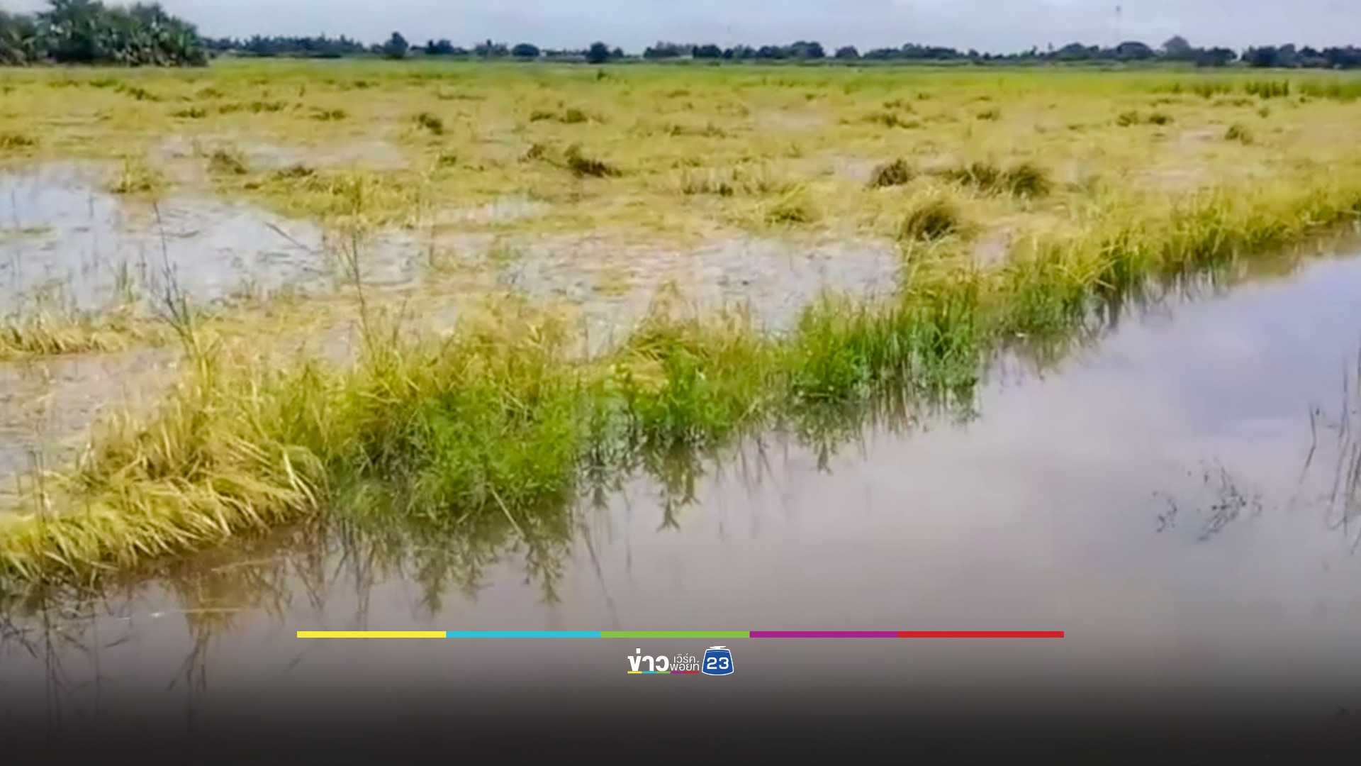ชาวนากรุงเก่า เร่งเกี่ยวข้าวหนีน้ำท่วม หวั่นขาดทุนยับ