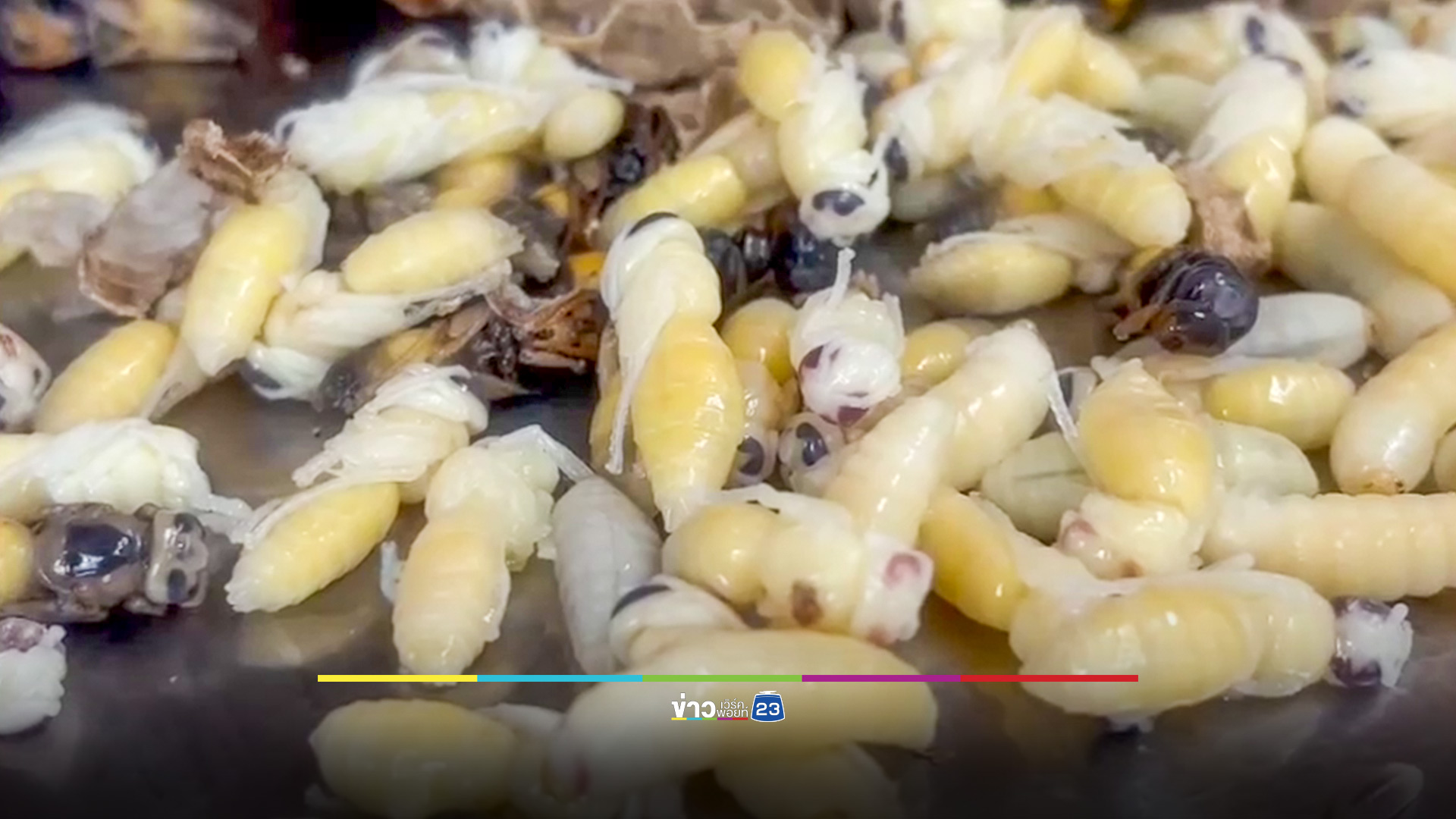 หนึ่งเดียวในโลก! เทศกาลกินต่อหัวเสือ ประกวดเมนูแปลกเปิบพิสดาร