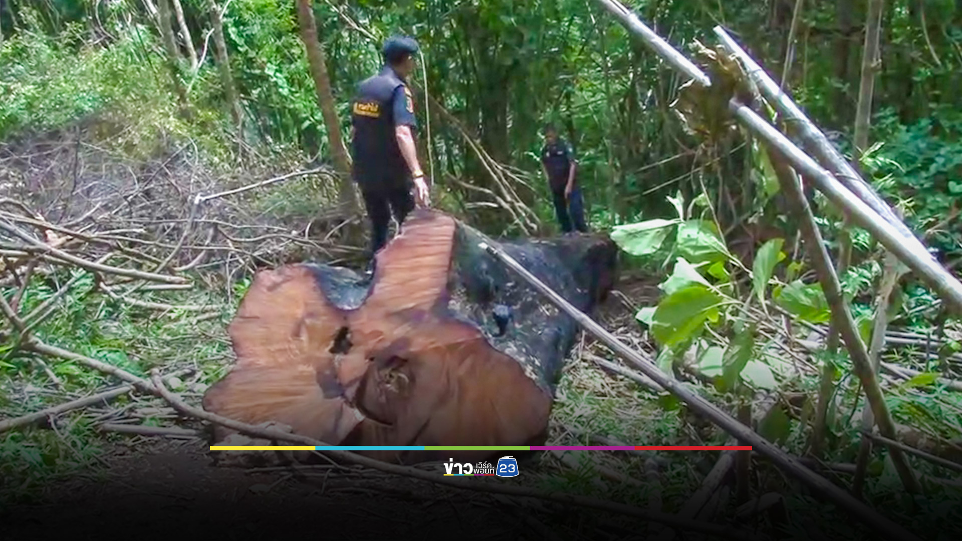 สนธิกำลังยึดไม้ประดู่อายุ 200 ปี แก๊งค้าไม้ข้ามชาติลักลอบตัดทิ้งไว้