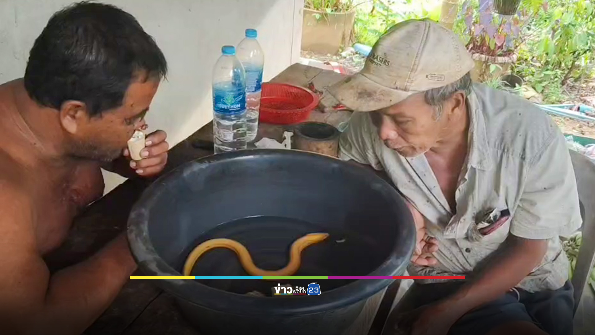 ปลาไหลสีทอง ปากชมพู เจ้าเชื่อให้โชค