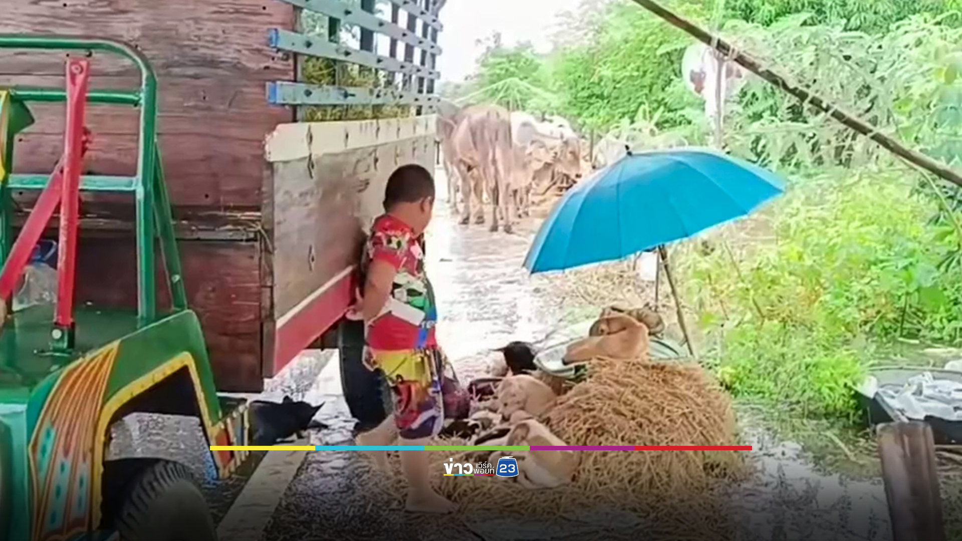 ฝนตกต่อเนื่อง "ท่าตะโก" น้ำท่วมมิดหัว ชาวบ้านย้ายวัวหนีน้ำ