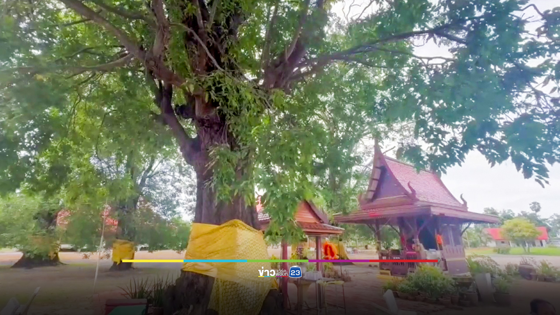ส่องเลข "แม่ย่าสร้อยทองใจ" ต้นตะเคียนยักษ์ วัดจุฬามุนี