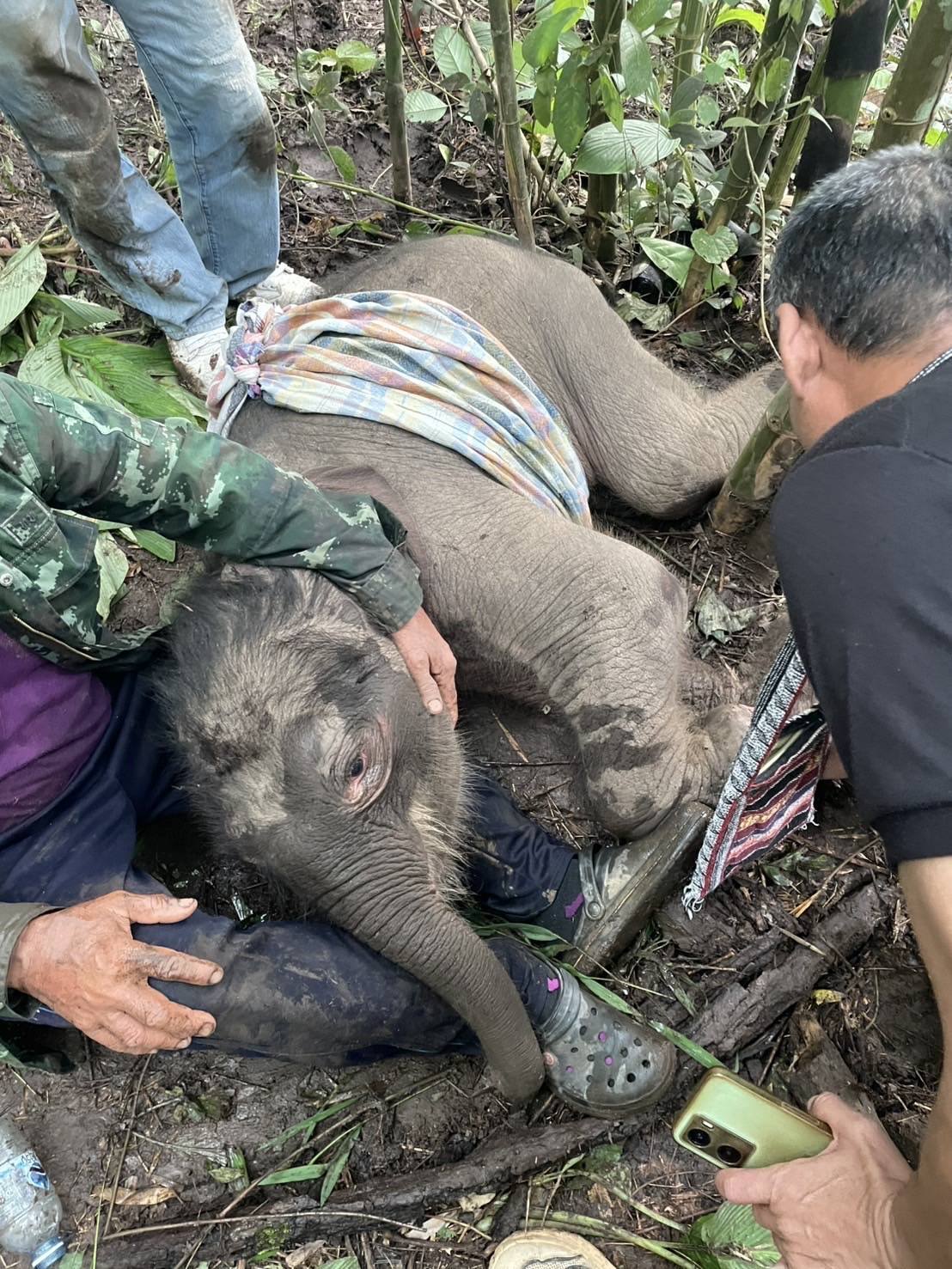 กรมอุทยานฯ เร่งดูแลลูกช้างป่าพลัดหลง ทองผาภูมิ พร้อมพิจารณาย้ายไปอนุบาลที่บึงฉวาก