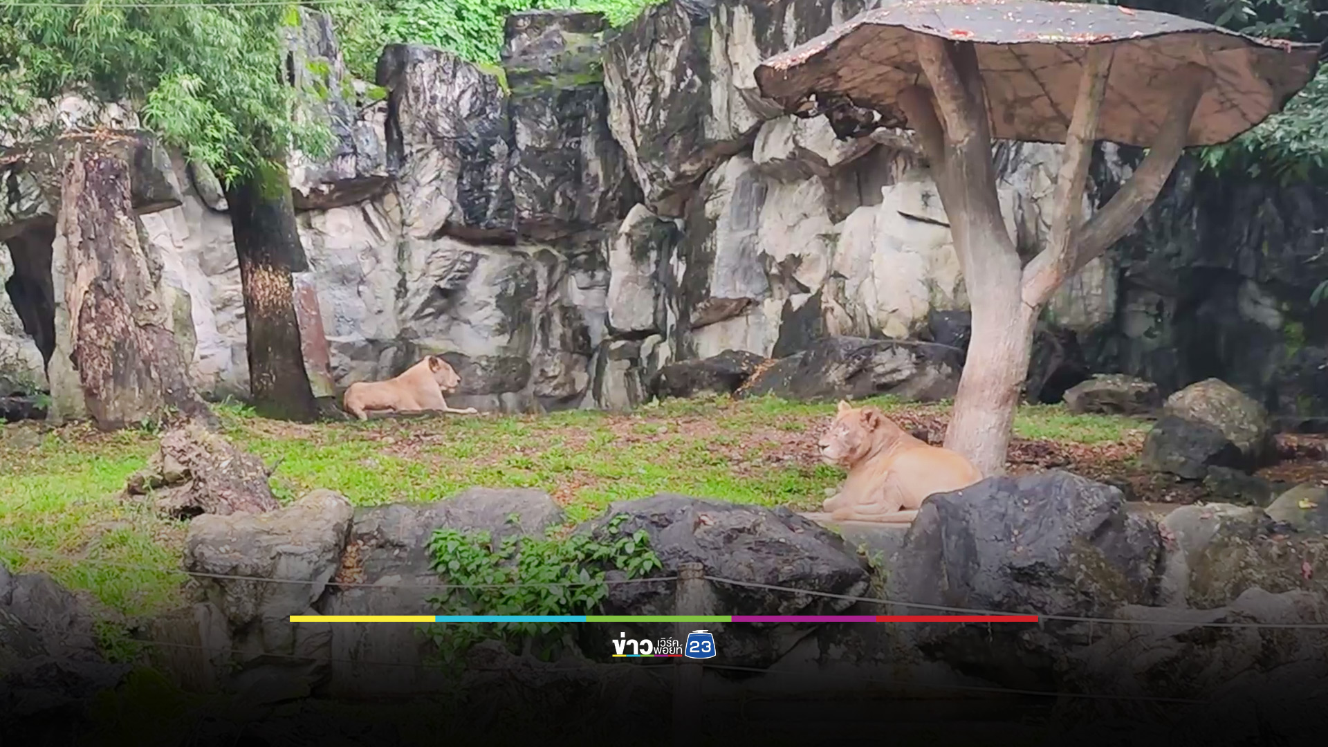 สวนสัตว์เชียงใหม่ พาไปดูสิงโตที่เลี้ยงแบบปิด มั่นใจปลอดภัย เผยเป็นสัตว์ดุร้ายพร้อมเผชิญหน้าทุกเมื่อตามสัญชาตญาณ