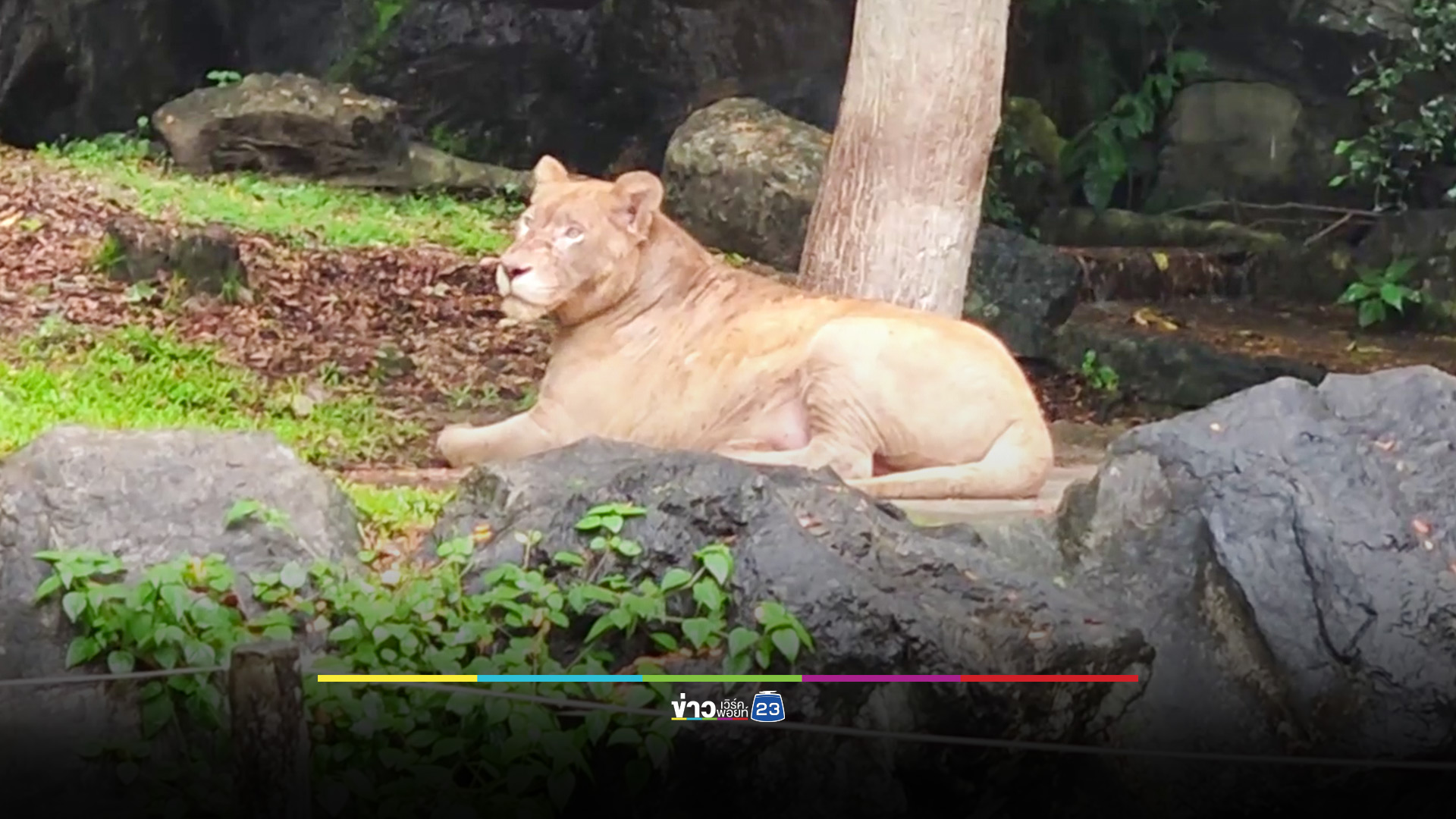 สวนสัตว์เชียงใหม่ พาไปดูสิงโตที่เลี้ยงแบบปิด มั่นใจปลอดภัย เผยเป็นสัตว์ดุร้ายพร้อมเผชิญหน้าทุกเมื่อตามสัญชาตญาณ