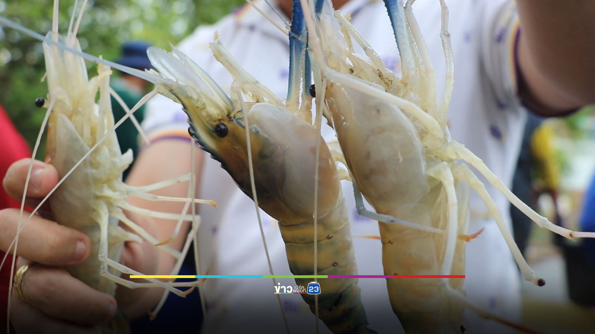 คนเลี้ยงกุ้งได้เฮ จีนตกลงซื้อกุ้งไทยล็อตใหญ่