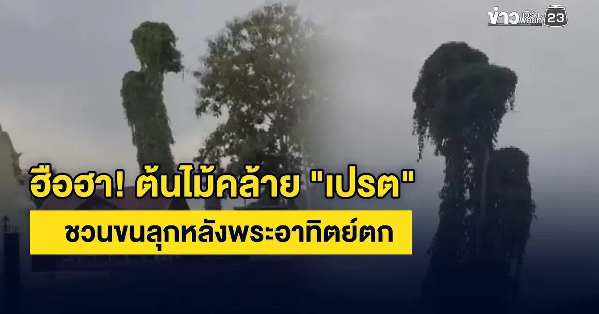 ฮือฮา! ต้นไม้คล้าย "เปรต" ชวนขนลุกหลังพระอาทิตย์ตก