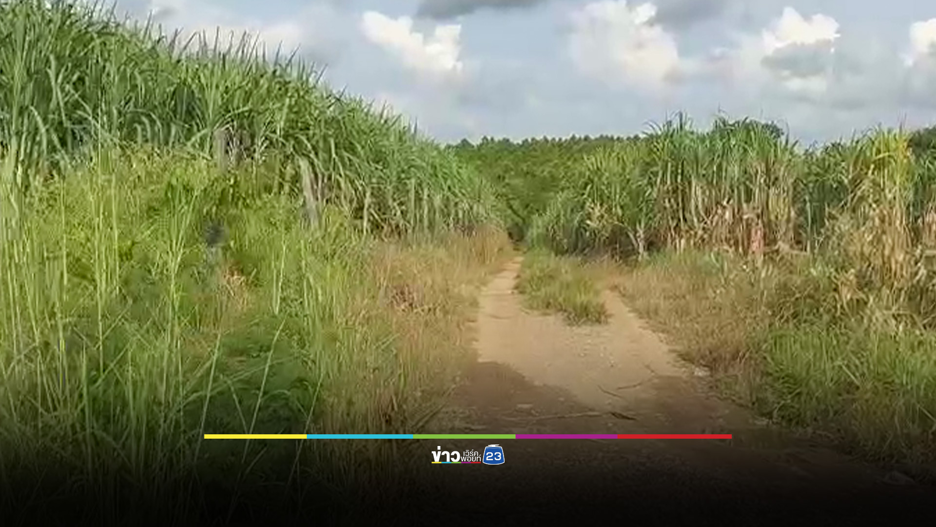 ลวงจาก กทม.ไปฆ่าในไร่อ้อย จ.ตาก