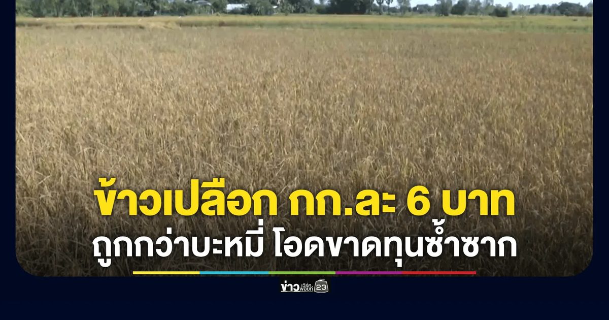ชาวนาอ่วมข้าวเปลือกราคาถูกกว่าบะหมี่ กก.ละ 6 บาทขาดทุนซ้ำซาก