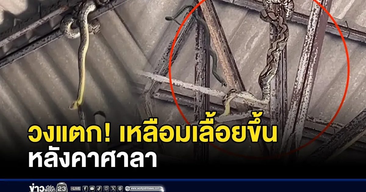 วงแตก! เหลือมเลื้อยขึ้นหลังคาศาลา