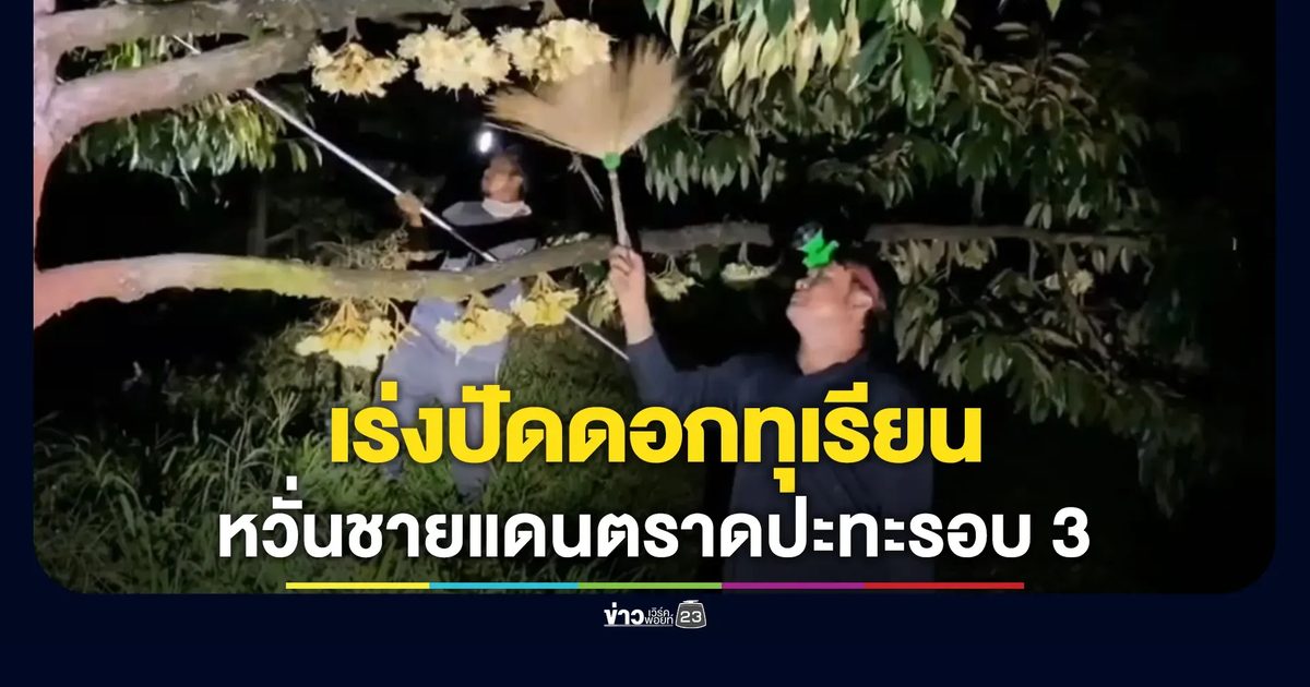 ชาวสวนทุเรียน จ.ตราด เร่งปัดดอกทุเรียน หลังสถานการณ์ชายแดนคลี่คลาย