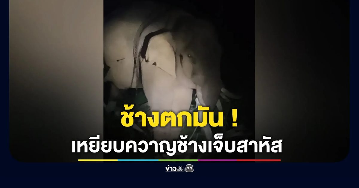 ยังจับไม่ได้! "ช้างพลายปีเตอร์"ตกมันเหยียบควาญช้างเจ็บสาหัส