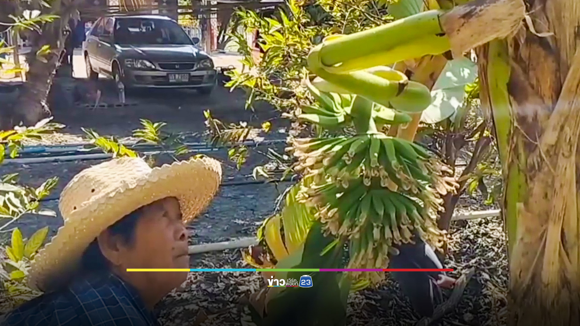 แห่ส่องเลขเด็ด 'ต้นกล้วย' หัวปลีโผล่กลางลำต้น 7 หวี