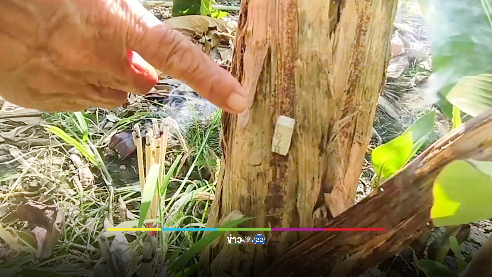แห่ส่องเลขเด็ด 'ต้นกล้วย' หัวปลีโผล่กลางลำต้น 7 หวี
