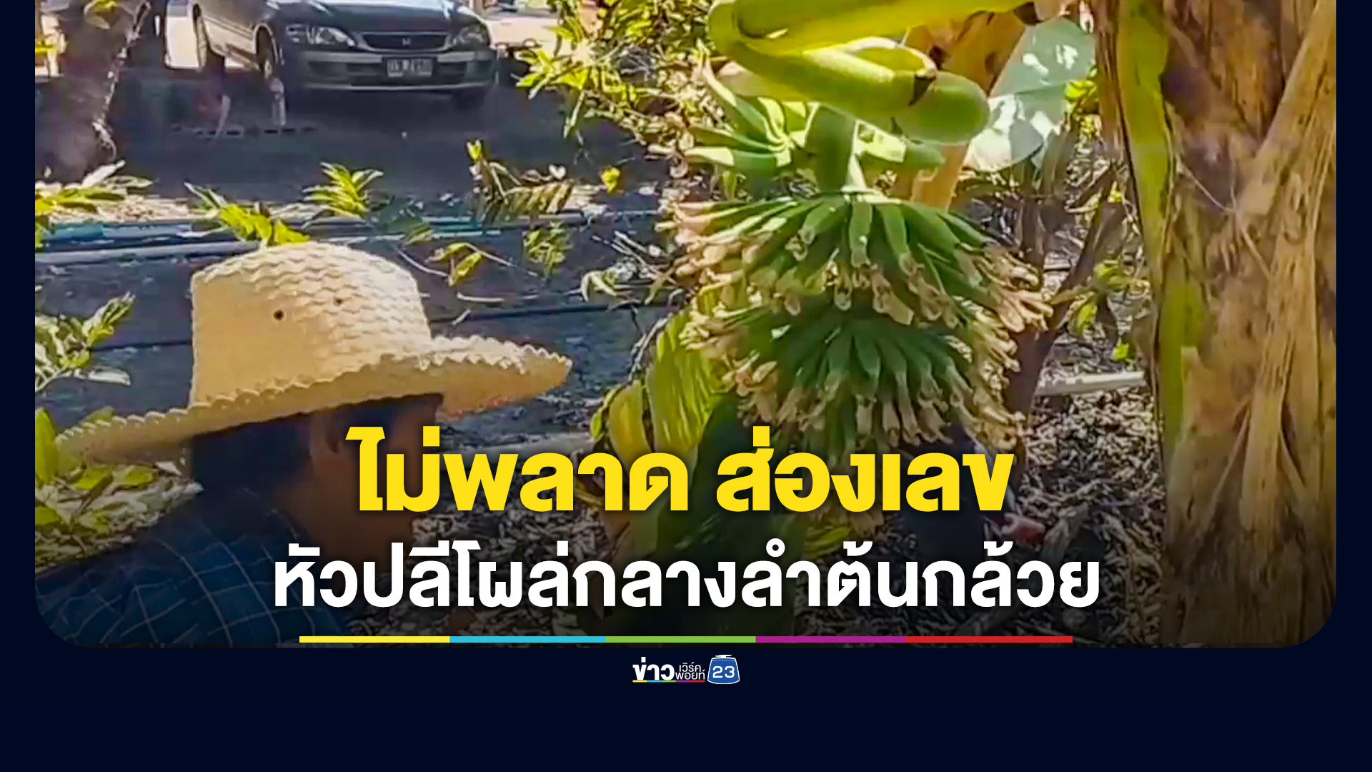 แห่ส่องเลขเด็ด 'ต้นกล้วย' หัวปลีโผล่กลางลำต้น 7 หวี