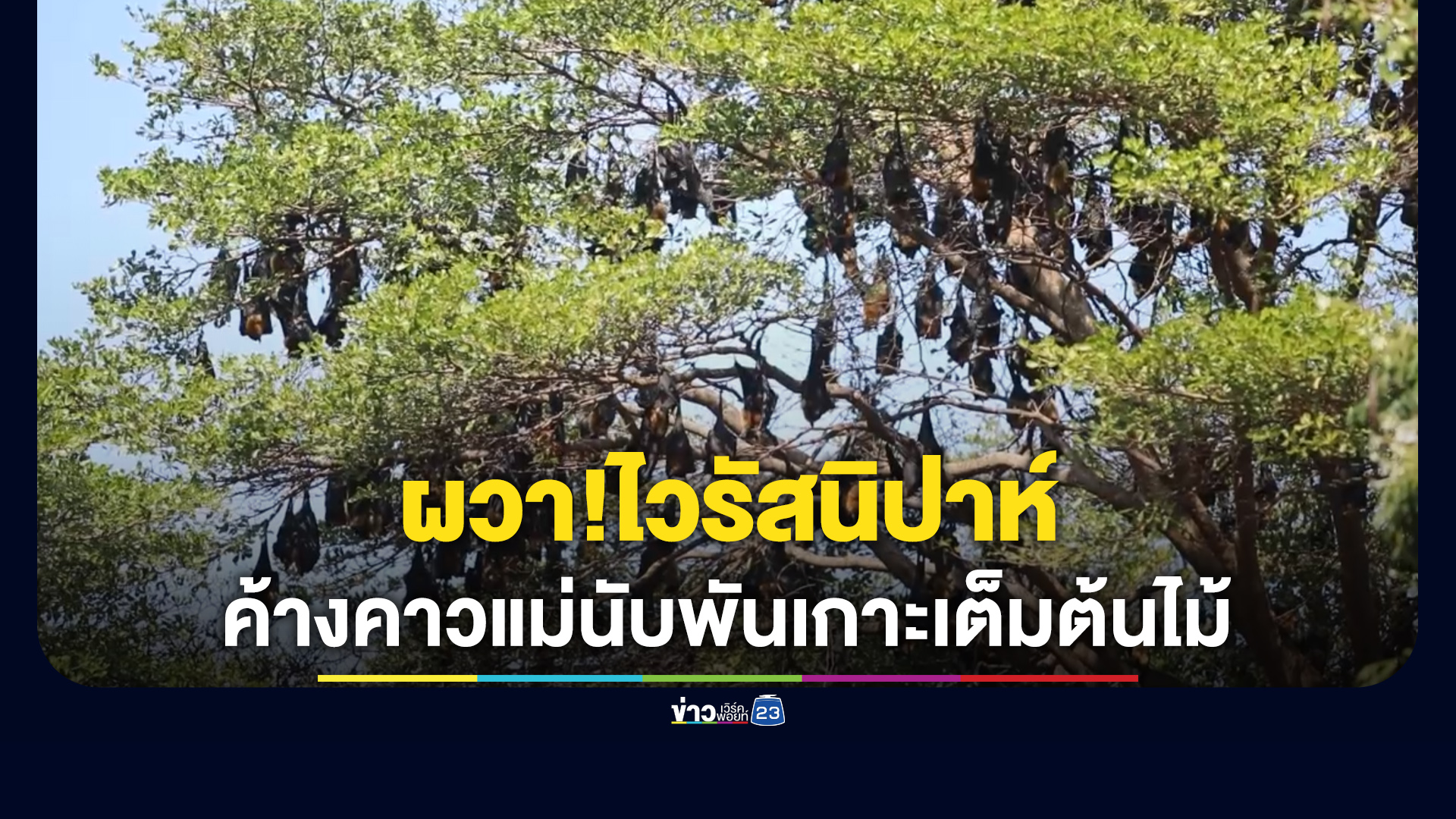 ผวา"ไวรัสนิปาห์"หลังพบฝูงค้างคาวแม่นับพันเกาะบนต้นไม้ขนาดใหญ่