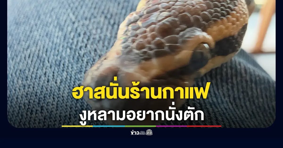 ฮาสนั่นร้านกาแฟ! หนุ่มระยองเลิ่กลั่ก "เจ้างู" เลื้อยซุกตักนึกว่าที่นอนนุ่ม