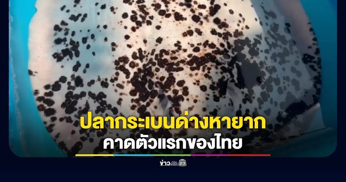 ฮือฮา! ปลากระเบนด่างโผล่อ่างทอง คาดตัวแรกของไทย