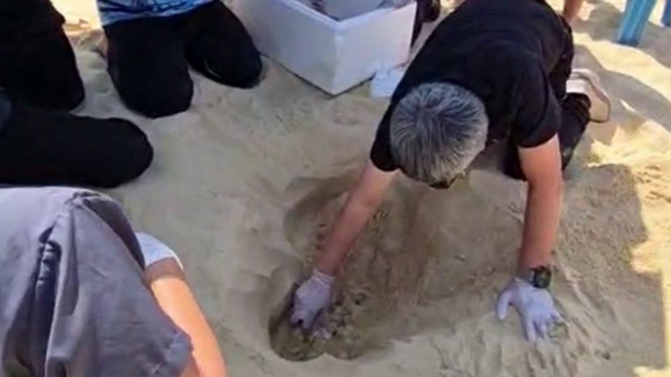 แม่เต่าหญ้าตัวใหม่ขึ้นวางไข่ต่อหน้านักท่องเที่ยวปีนี้เป็นรังที่ 3