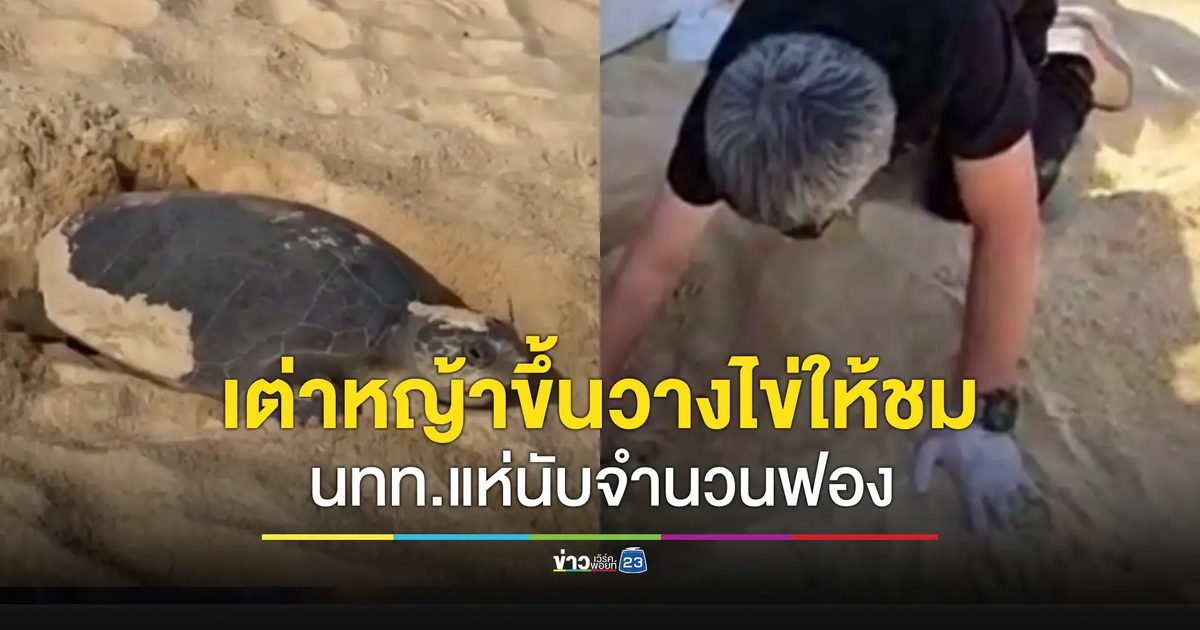 แม่เต่าหญ้าตัวใหม่ขึ้นวางไข่ต่อหน้านักท่องเที่ยวปีนี้เป็นรังที่ 3