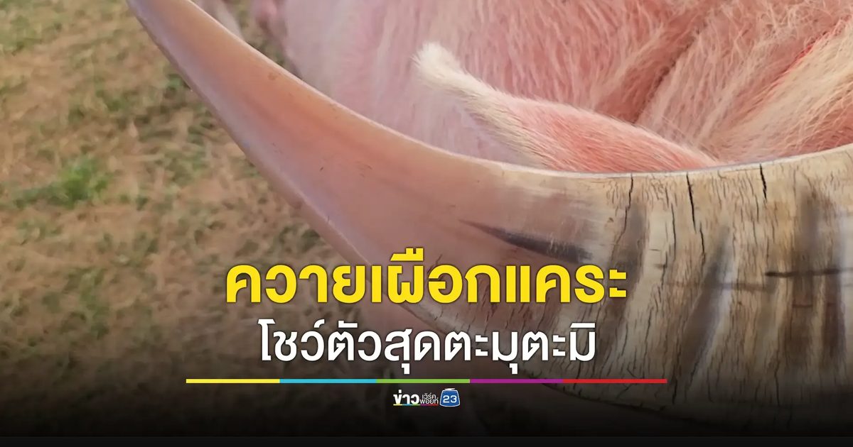 ‘น้องต้นข้าว’ ควายเผือกแคระวัย 1 เดือน ค่าตัวหลักล้าน เจ้าของฟาร์มเผยกระแสเลี้ยงควายแคระมาแรง ผลิตลูกไม่ทัน