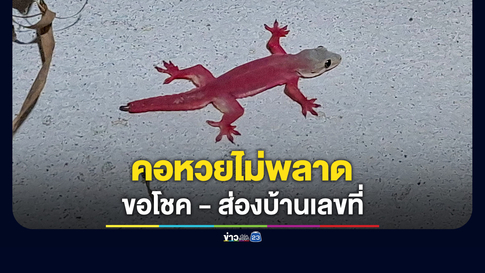 แห่ส่องเลข 'จิ้งจก' ตัวสีแดง หัวสีน้ำตาล