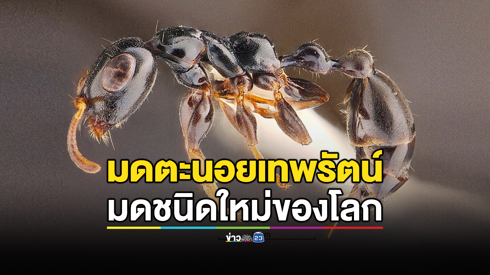 ‘มดตะนอยเทพรัตน์’ มดชนิดใหม่ของโลก พบเฉพาะสวนยางพาราภาคใต้