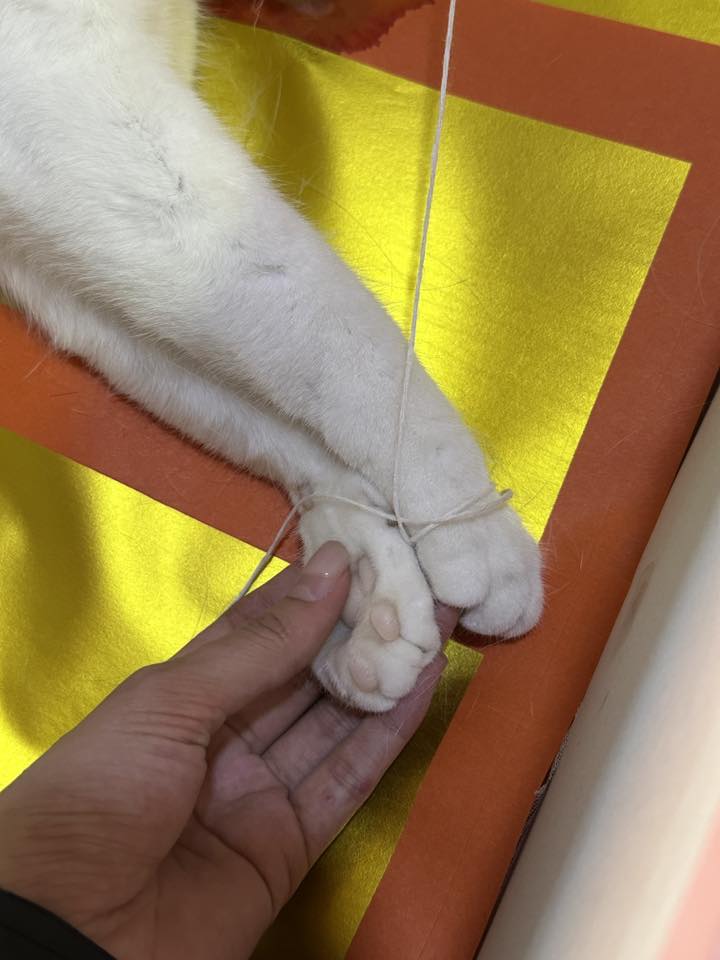 ส่งใจให้แม่พลอย! “น้องไข่ขาว” กลับดาวแมวแล้ว