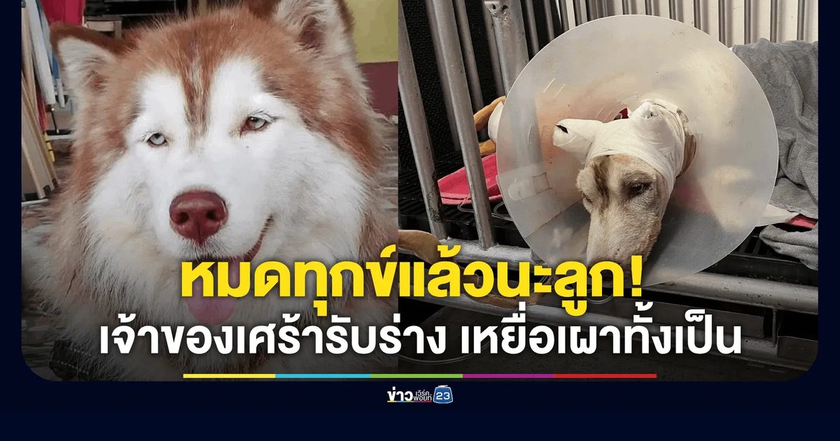 เจ้าของเศร้ารับร่าง "มอลลี่" เหยื่อเผาทั้งเป็น