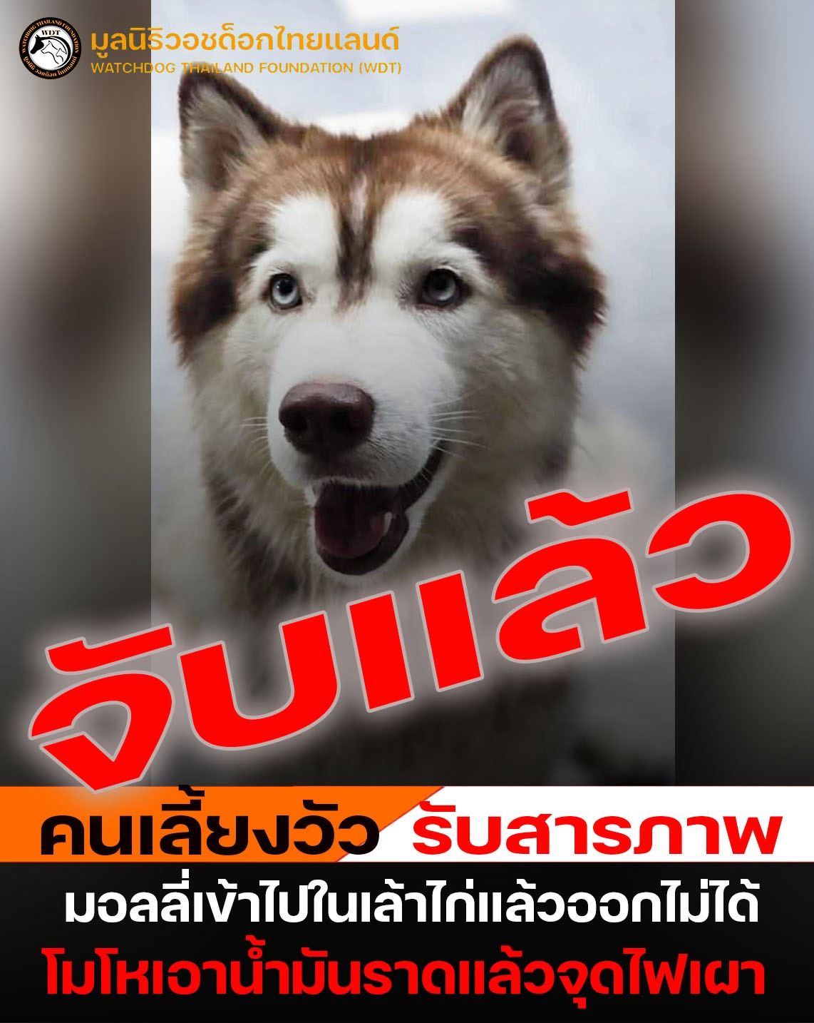 ตร.สงขลา จับคนก่อเหตุราดน้ำมันจุดไฟเผา"มอลลี่"สุนัขพันธุ์ไซบีเรียนได้แล้ว