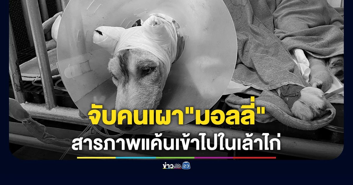 ตร.สงขลา จับคนก่อเหตุราดน้ำมันจุดไฟเผา"มอลลี่"สุนัขพันธุ์ไซบีเรียนได้แล้ว