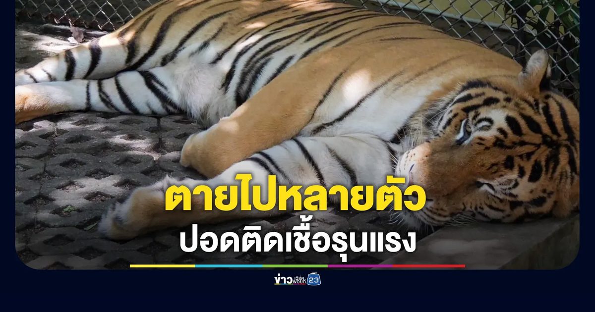 เสือตายไปหลายตัว คุ้มเสือเชียงใหม่ปิดเข้าชมชั่วคราว พบปอดติดเชื้อรุนแรง
