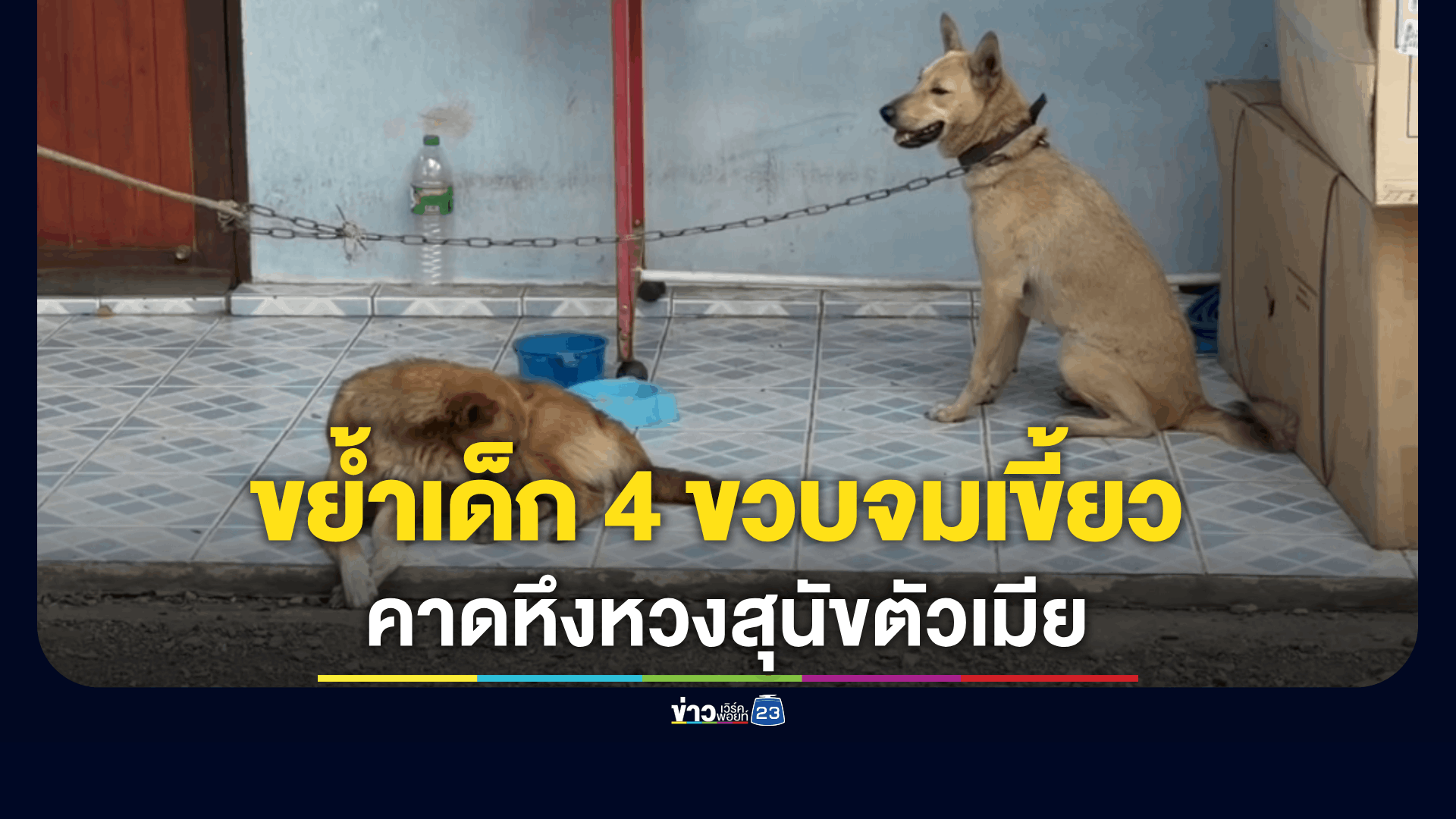 หมาจรขย้ำเด็ก 4 ขวบจมเขี้ยว