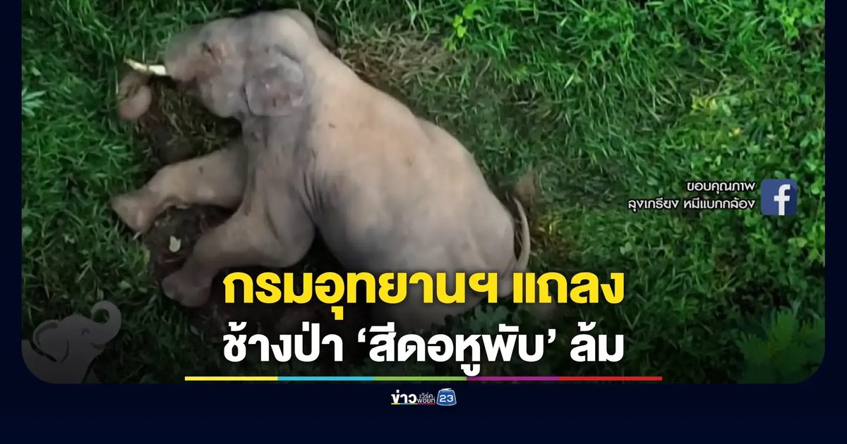 ช้างป่า ‘สีดอหูพับ’ ล้มกลางปฏิบัติการ