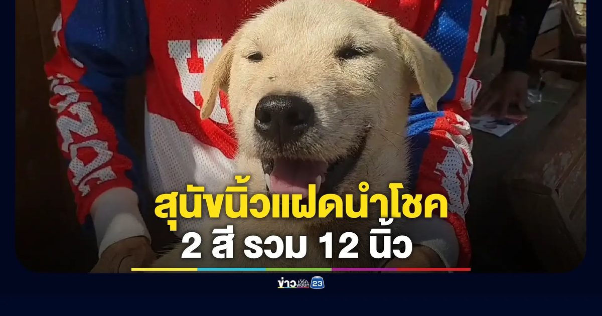 สุนัขพันธุ์ทางวัย 3 เดือน มีนิ้วเท้ารวม 12 นิ้ว