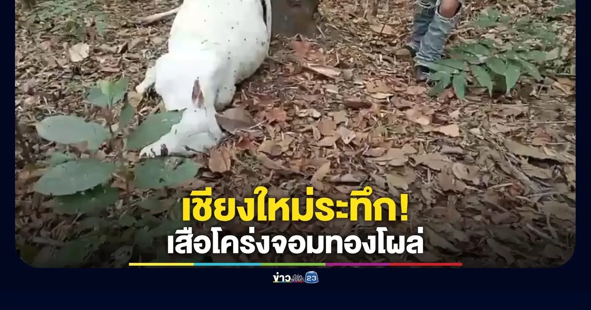 เชียงใหม่ระทึก!ชาวบ้านผวาเสือโคร่งกัดวัวตาย 3 ตัว